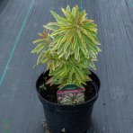 Mliečnik mandľolistý (Euphorbia amygdaloides) ´ASCOT RAINBOW´ - kont. C2L